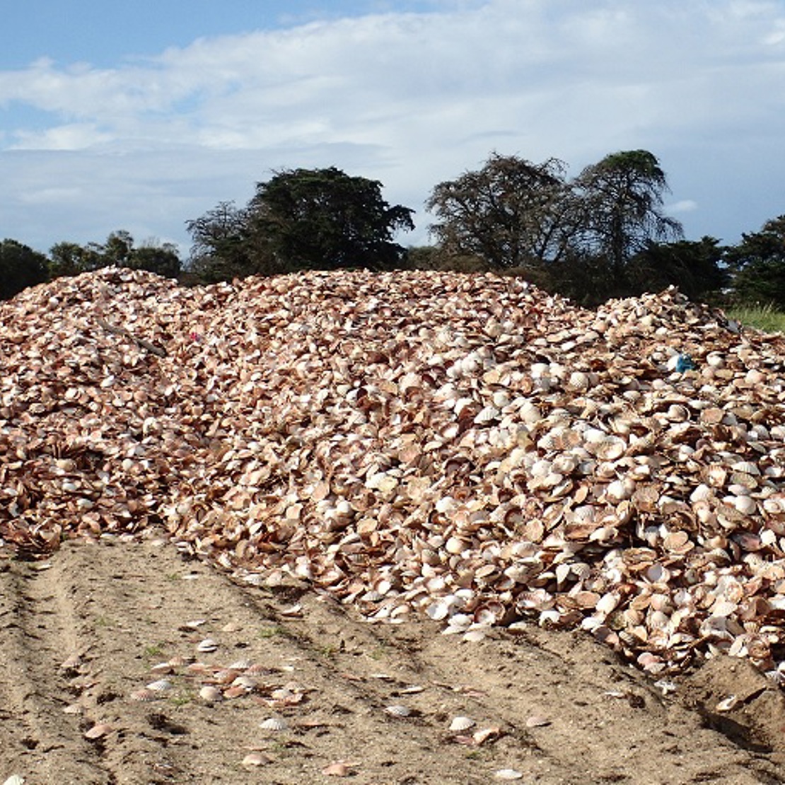 Cured Shells Oyster Shell Recycling at the Market | South Melbourne Market